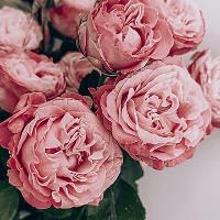 Franquicias 2 tiendas de floristería en venta en Barcelona Floristerías